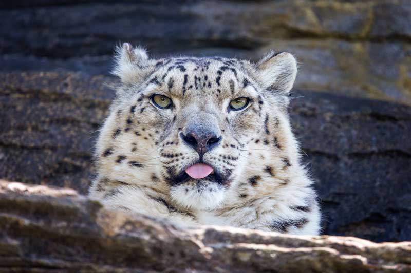 01-1-19-Leopardo Nieves Zimbabwe safari especial - avioneta
